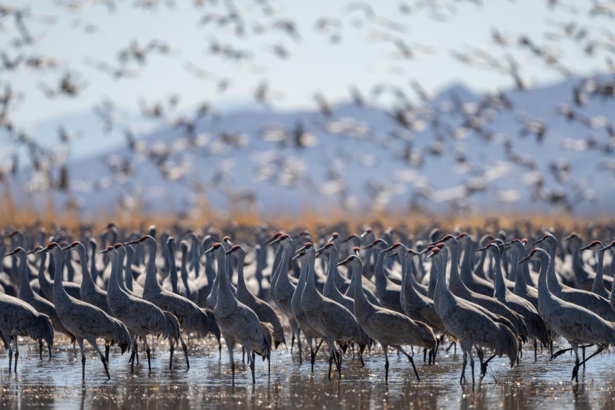 0.52 Acres for Sale in Sunsites, Arizona