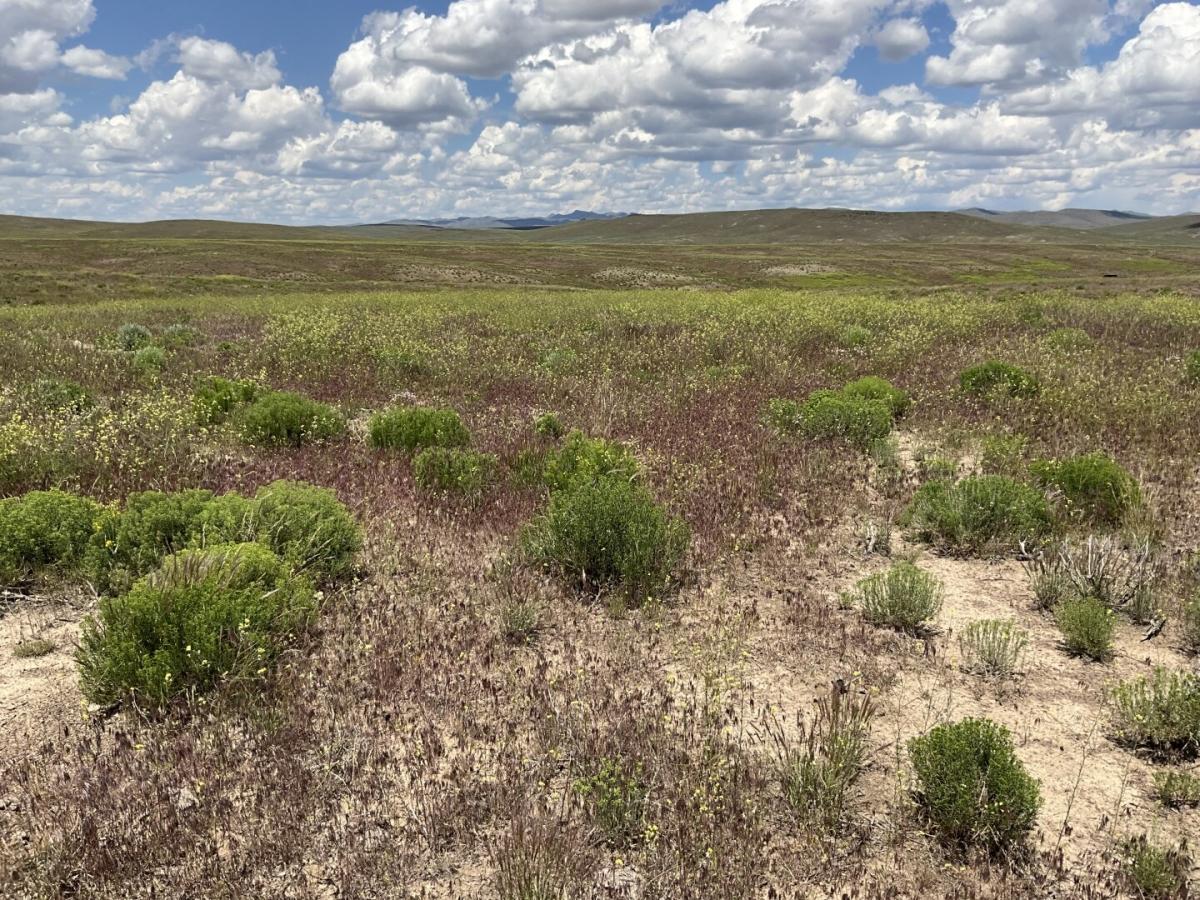 40 Acres for Sale in Elko, Nevada