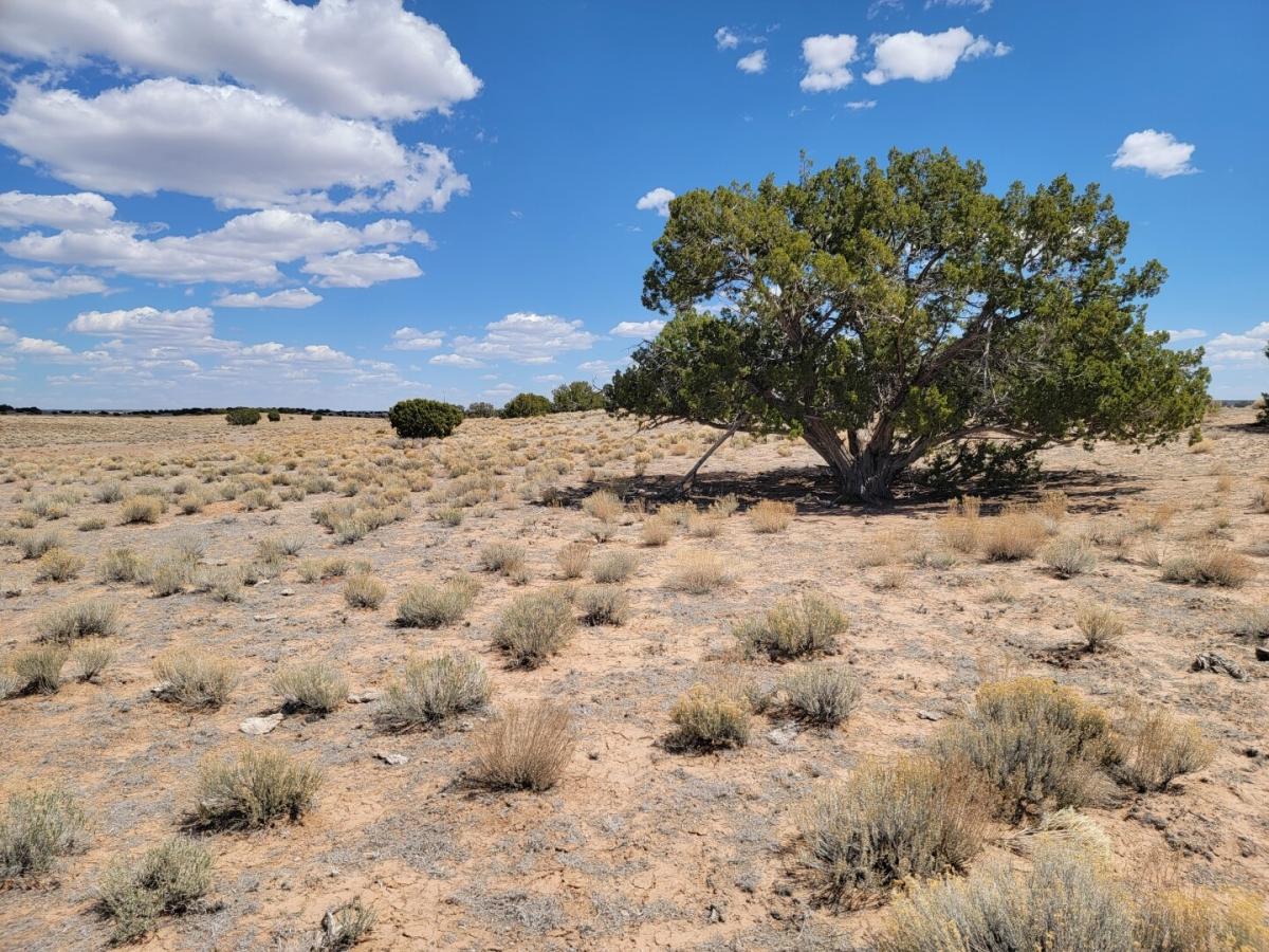 3.75 Acres for Sale in Saint Johns, Arizona