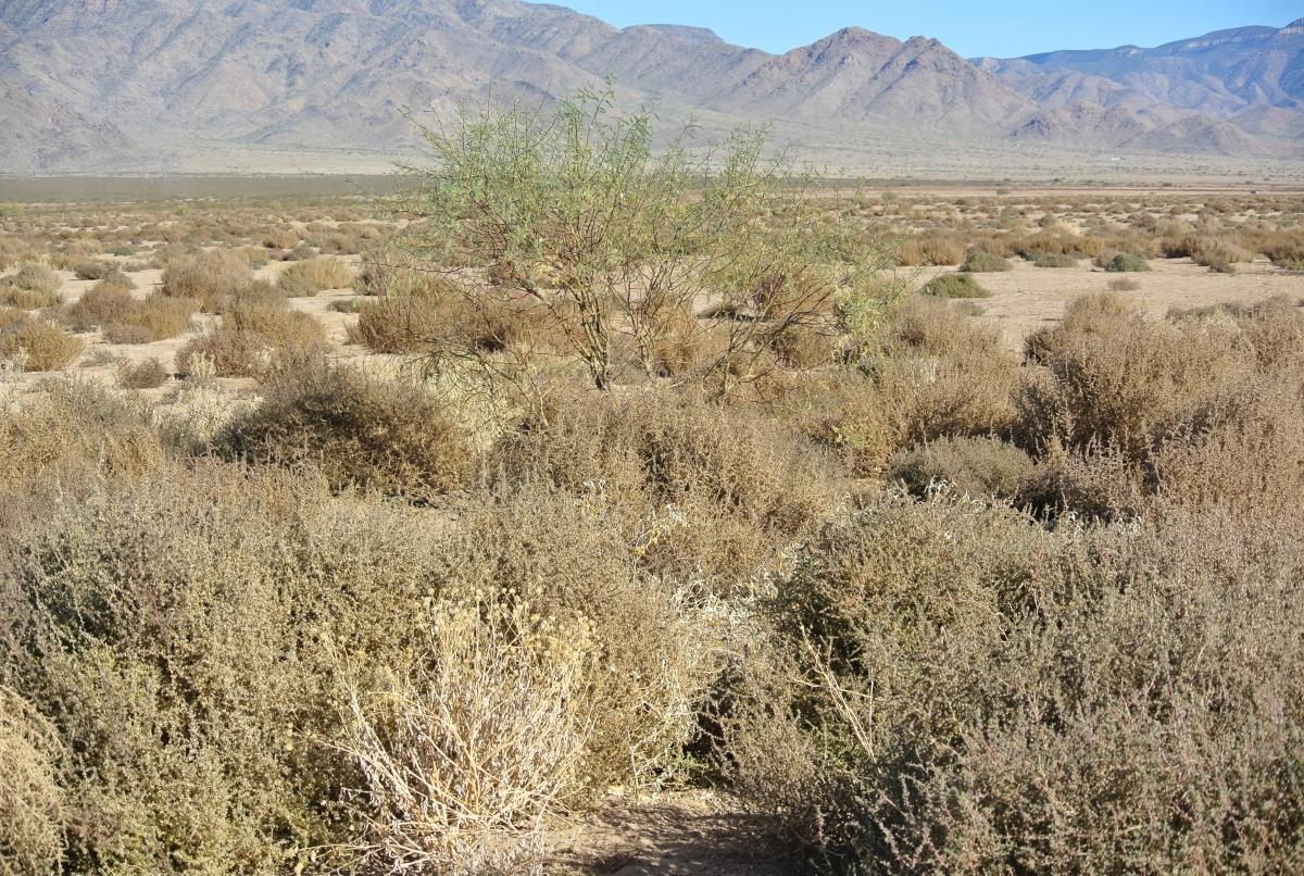2.5 Acres for Sale in Kingman, Arizona