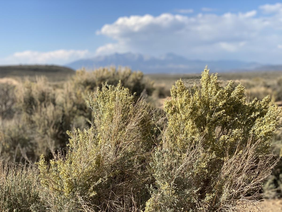 5 Acres for Sale in Mesita, Colorado