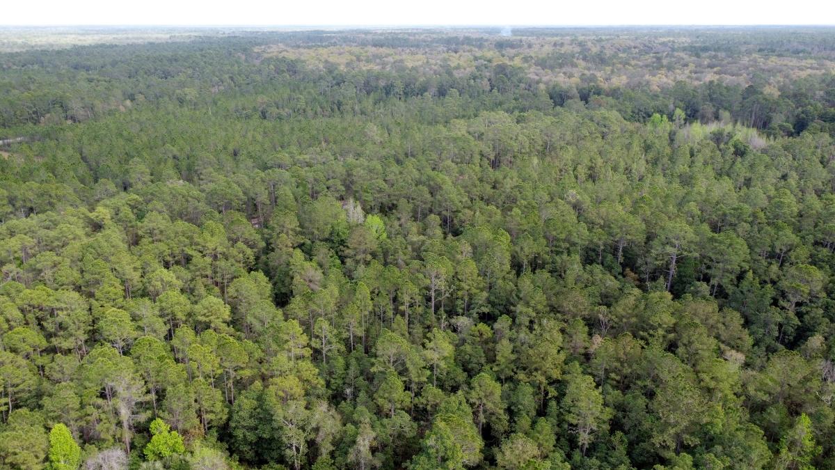 0.98 Acres for Sale in Satsuma, Florida