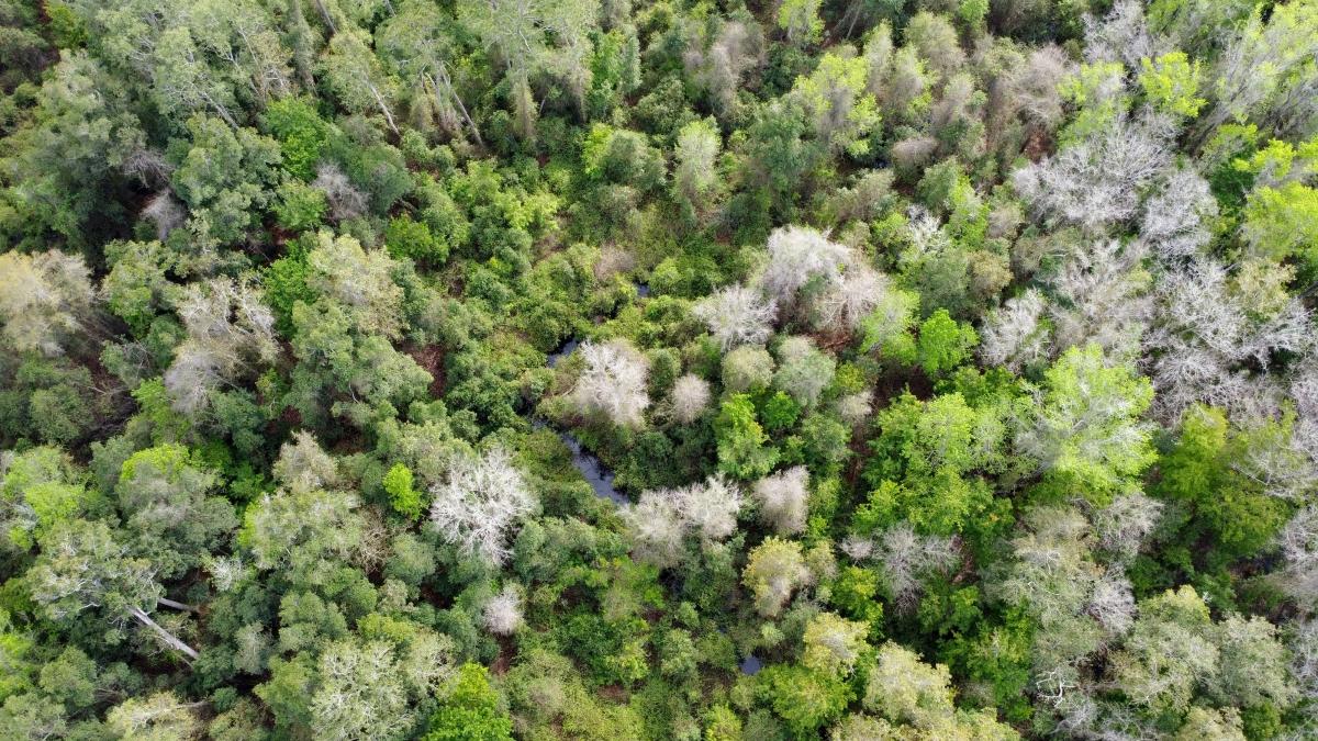 1.14 Acres for Sale in Palatka, Florida