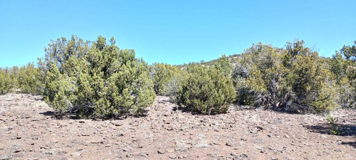 1.19 Acres for Sale in Concho, Arizona