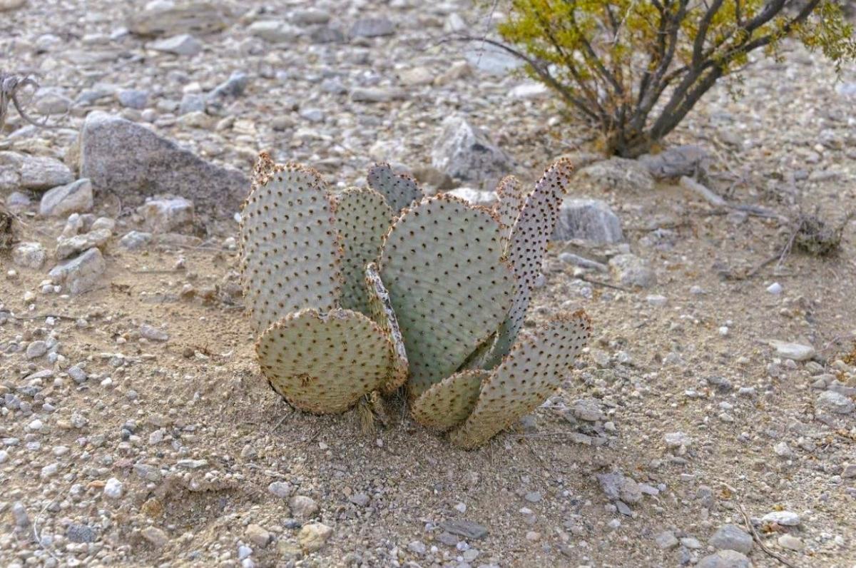 1.25 Acres for Sale in Meadview, Arizona