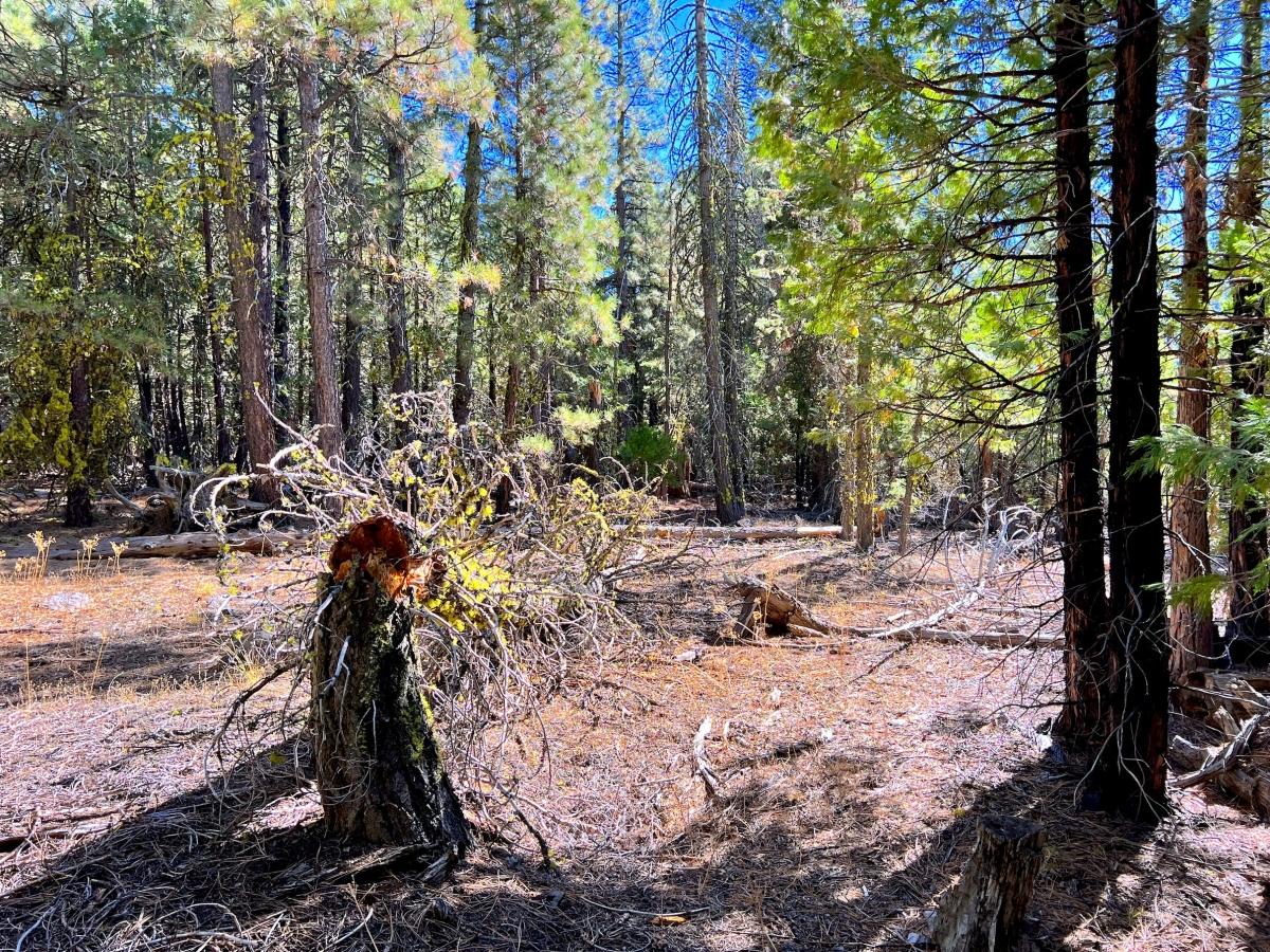 0.9 Acres for Sale in California Pines, California
