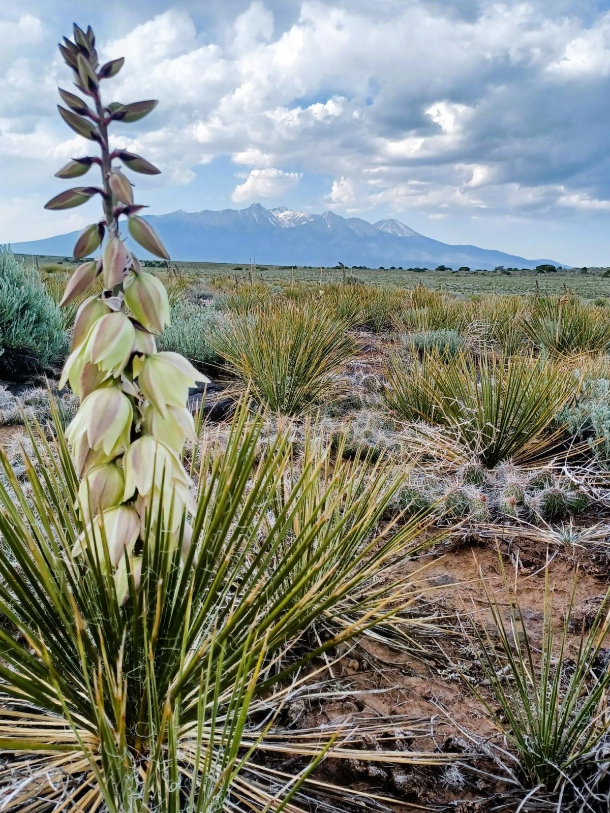 5.5 Acres for Sale in Blanca, Colorado