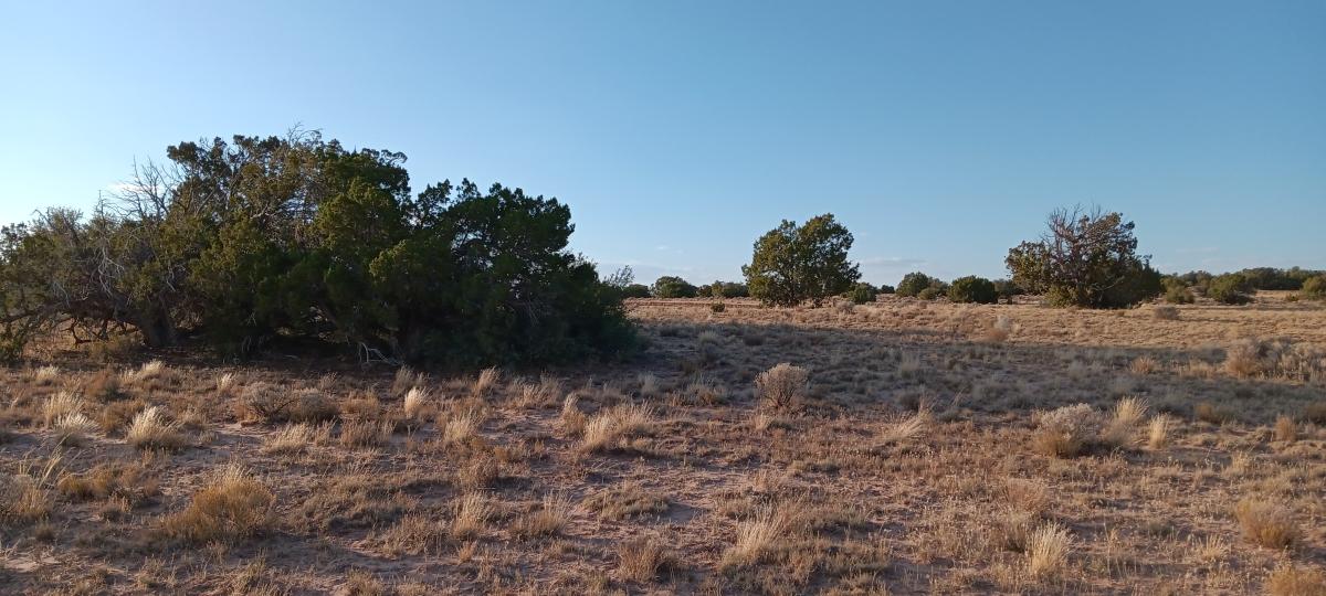 1.06 Acres for Sale in Chambers, Arizona State