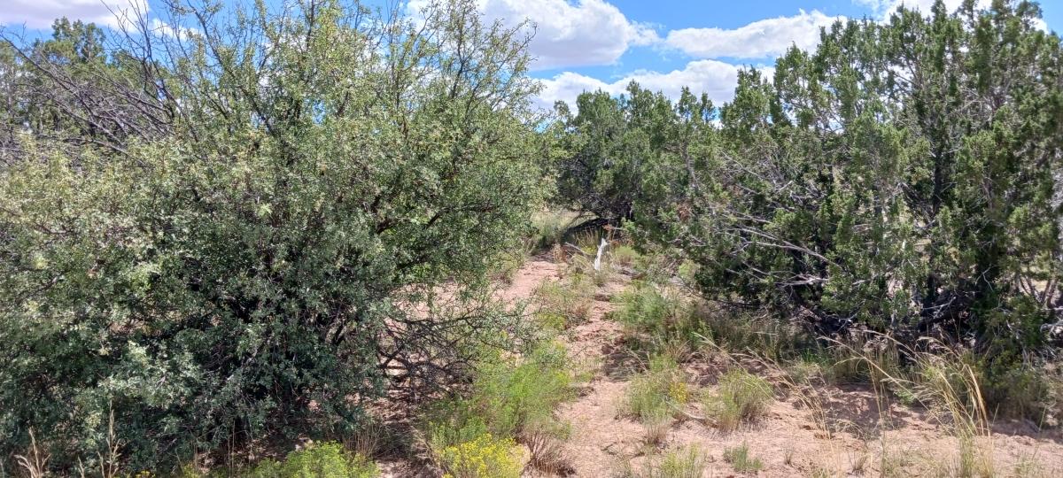5 Acres for Sale in Sanders, Arizona