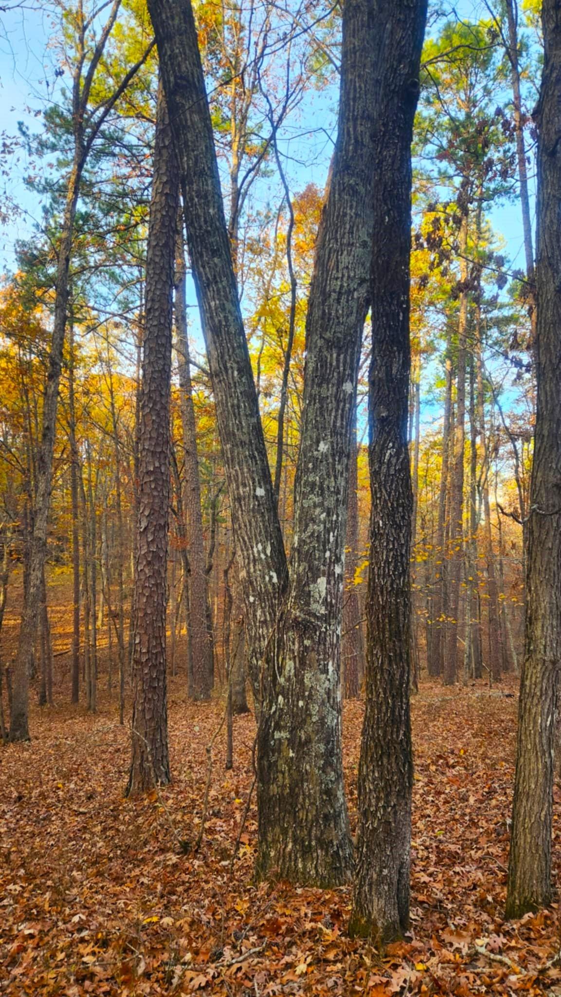 0.3 Acres for Sale in Hot Springs, Arkansas