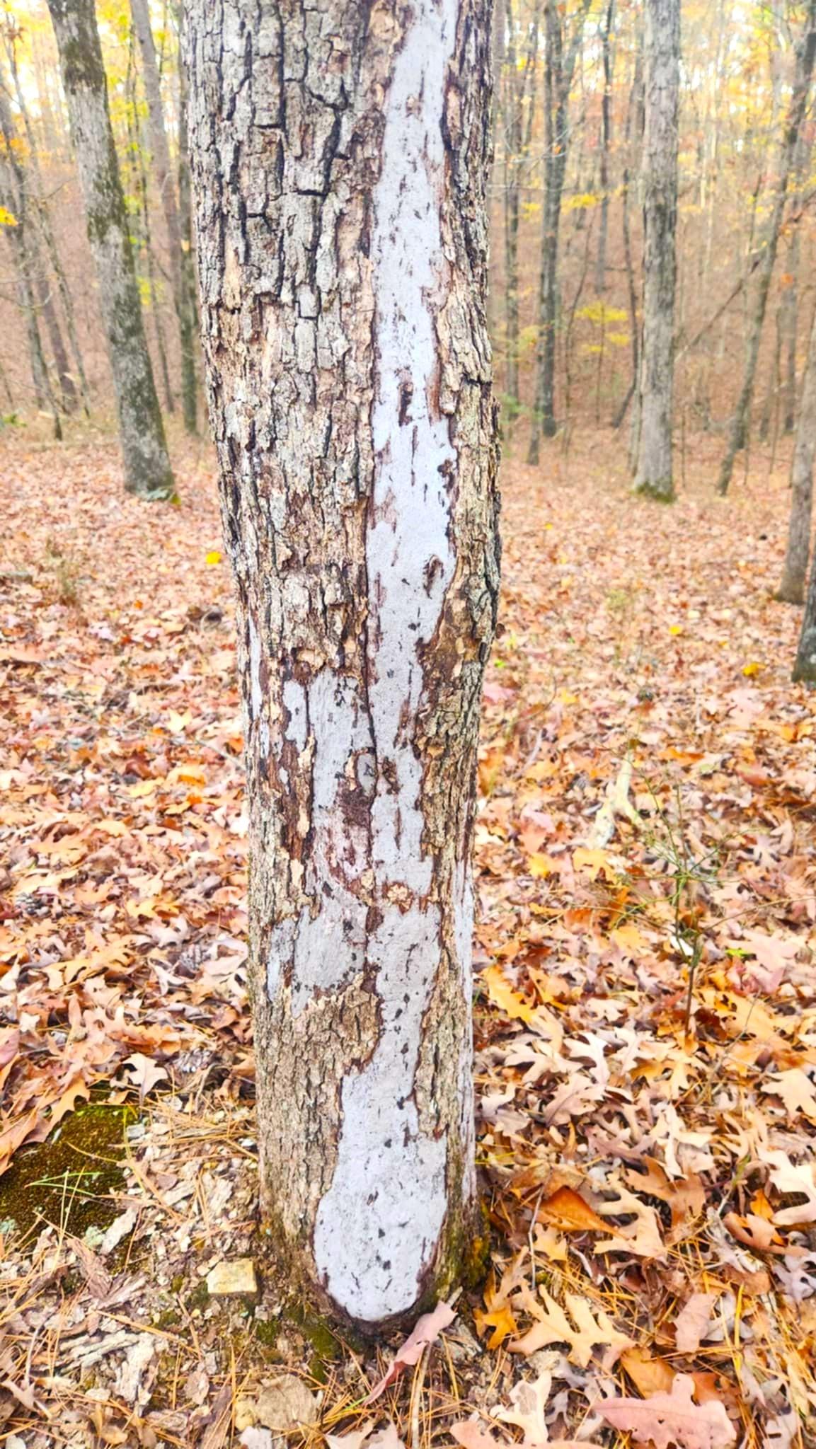 0.3 Acres for Sale in Hot Springs, Arkansas