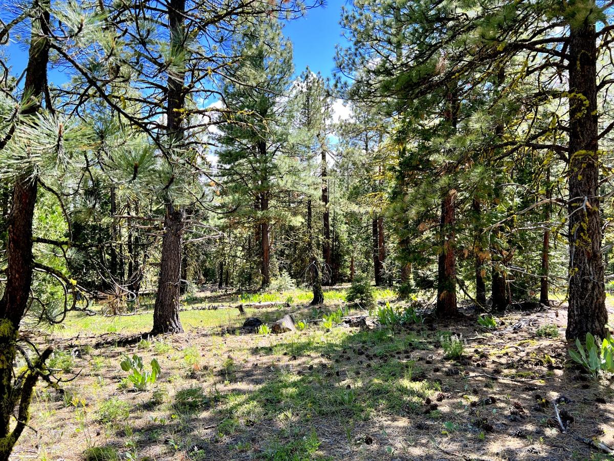 0.98 Acres for Sale in California Pines, California