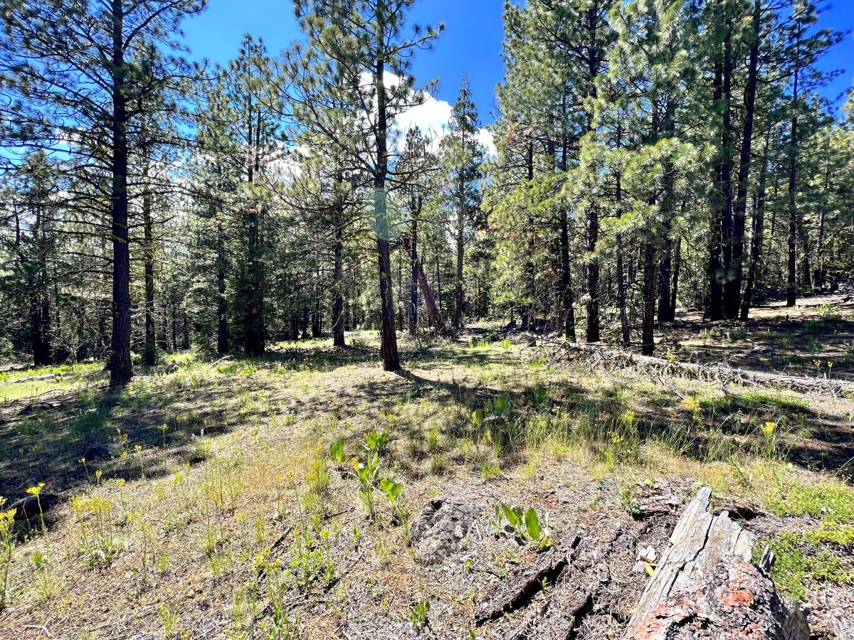 0.98 Acres for Sale in California Pines, California