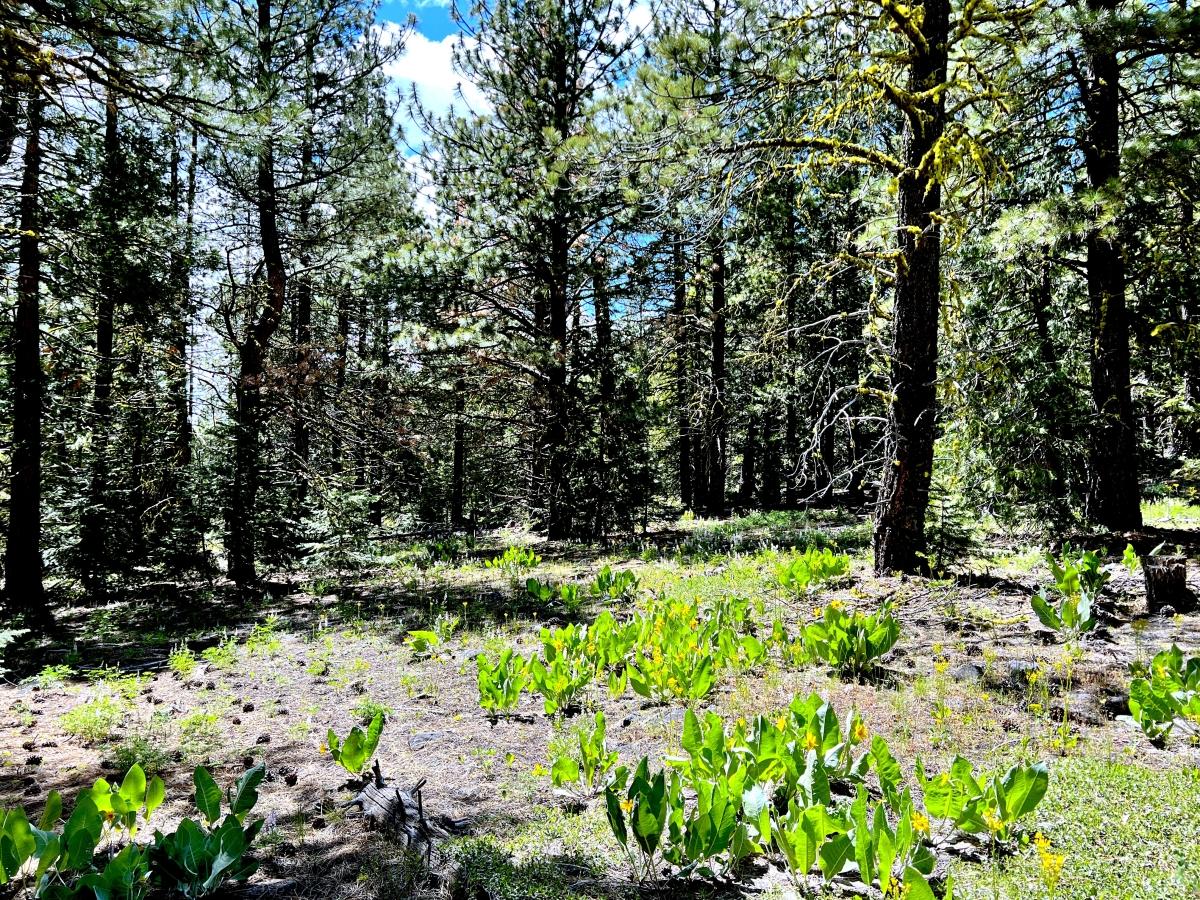 0.98 Acres for Sale in California Pines, California