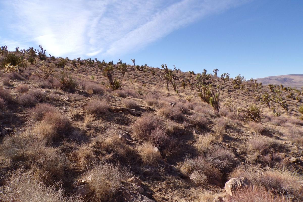 1.07 Acres for Sale in Dolan Springs, Arizona