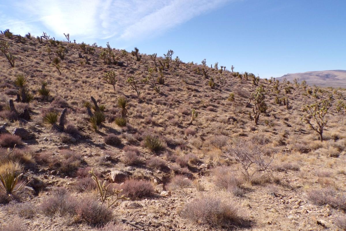 1.07 Acres for Sale in Dolan Springs, Arizona