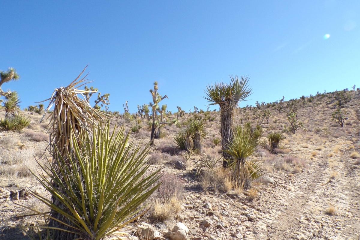 1.07 Acres for Sale in Dolan Springs, Arizona
