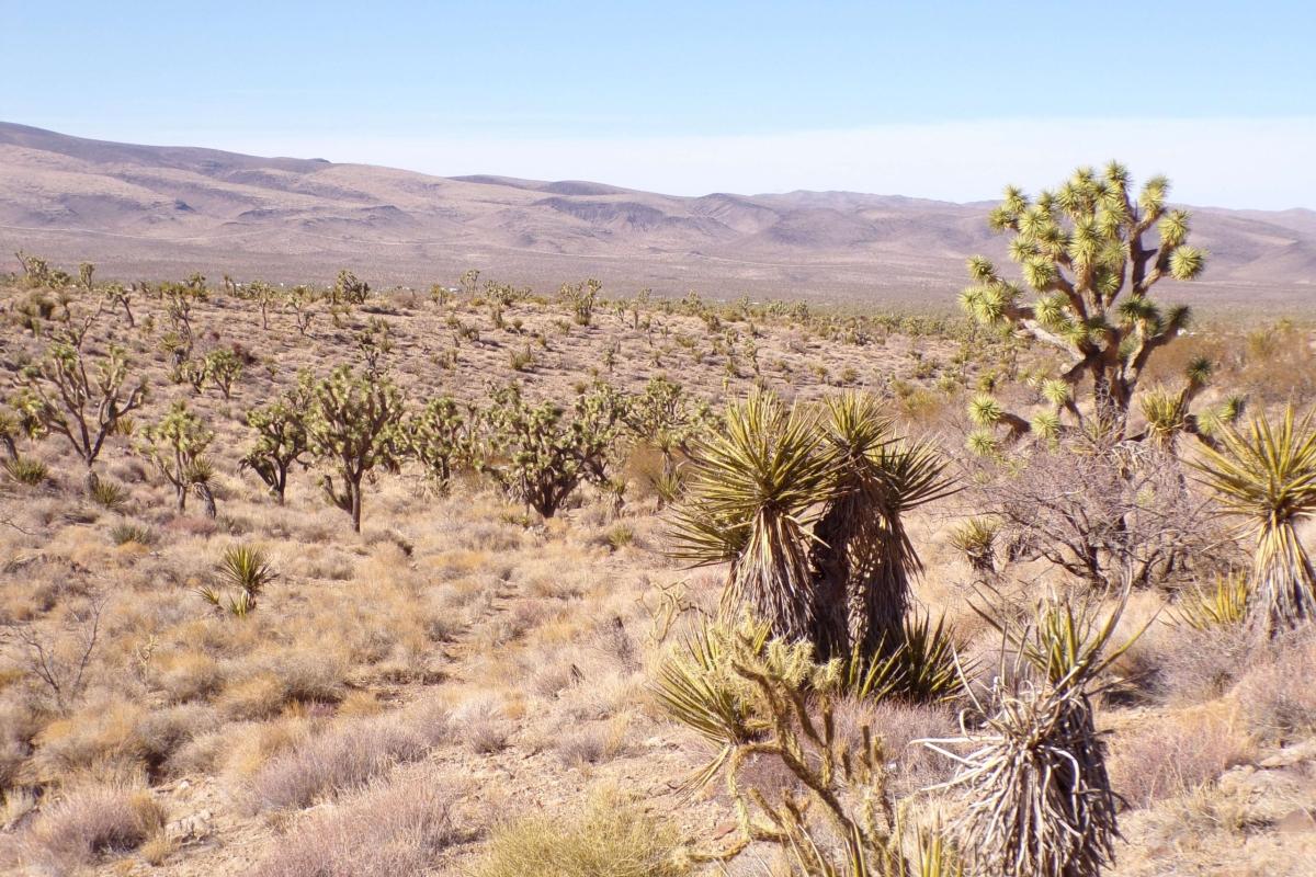 1.07 Acres for Sale in Dolan Springs, Arizona