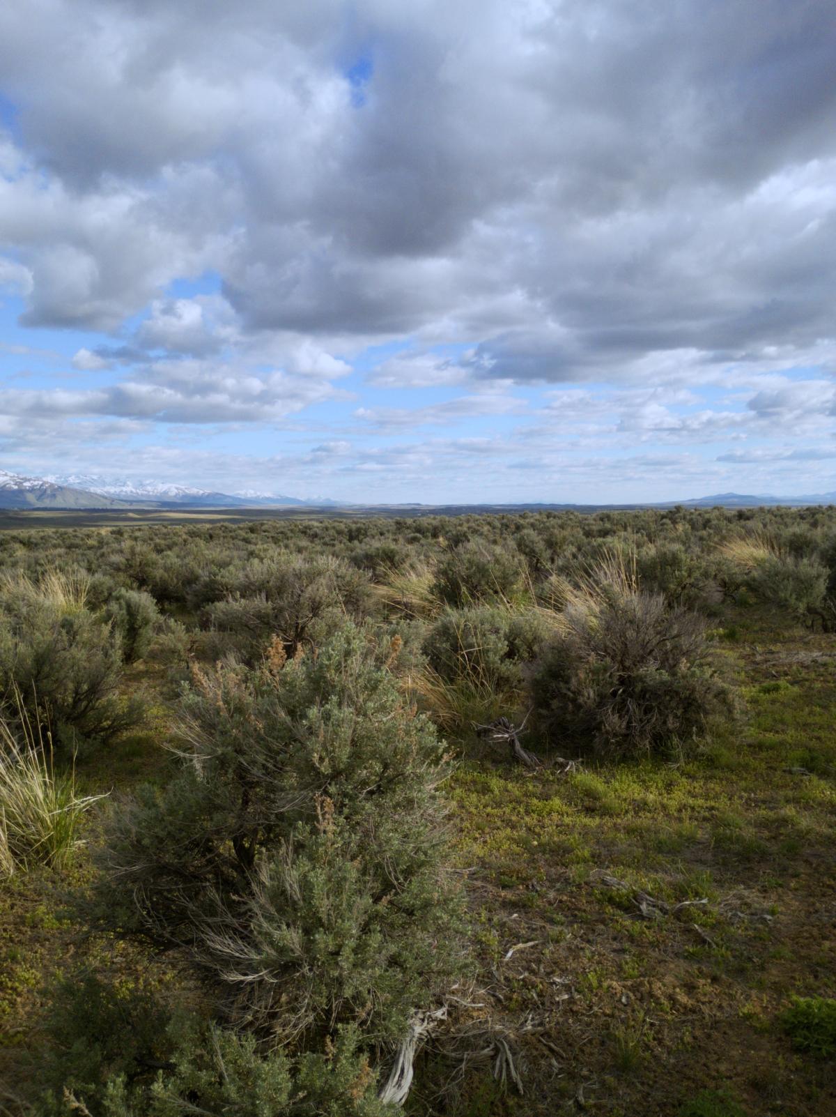 1.03 Acres for Sale in Ryndon, Nevada