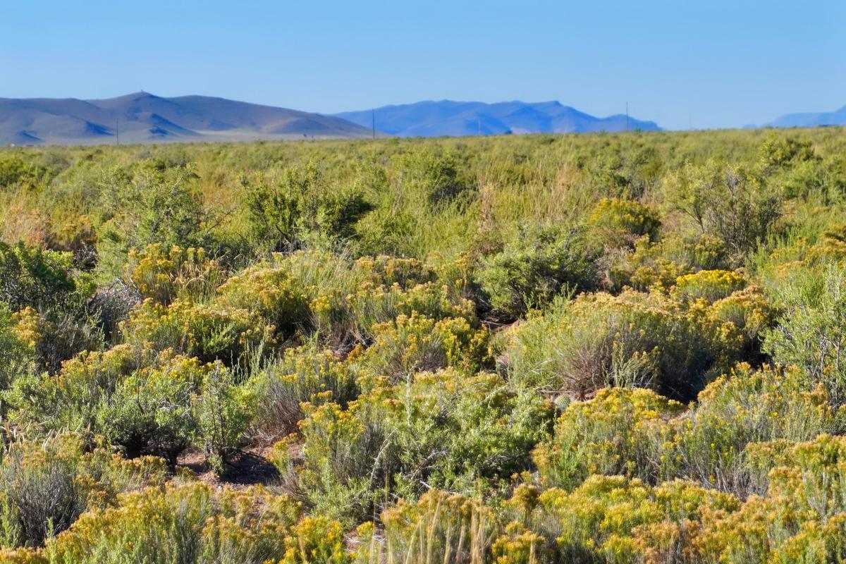 1.27 Acres for Sale in Alamosa, Colorado