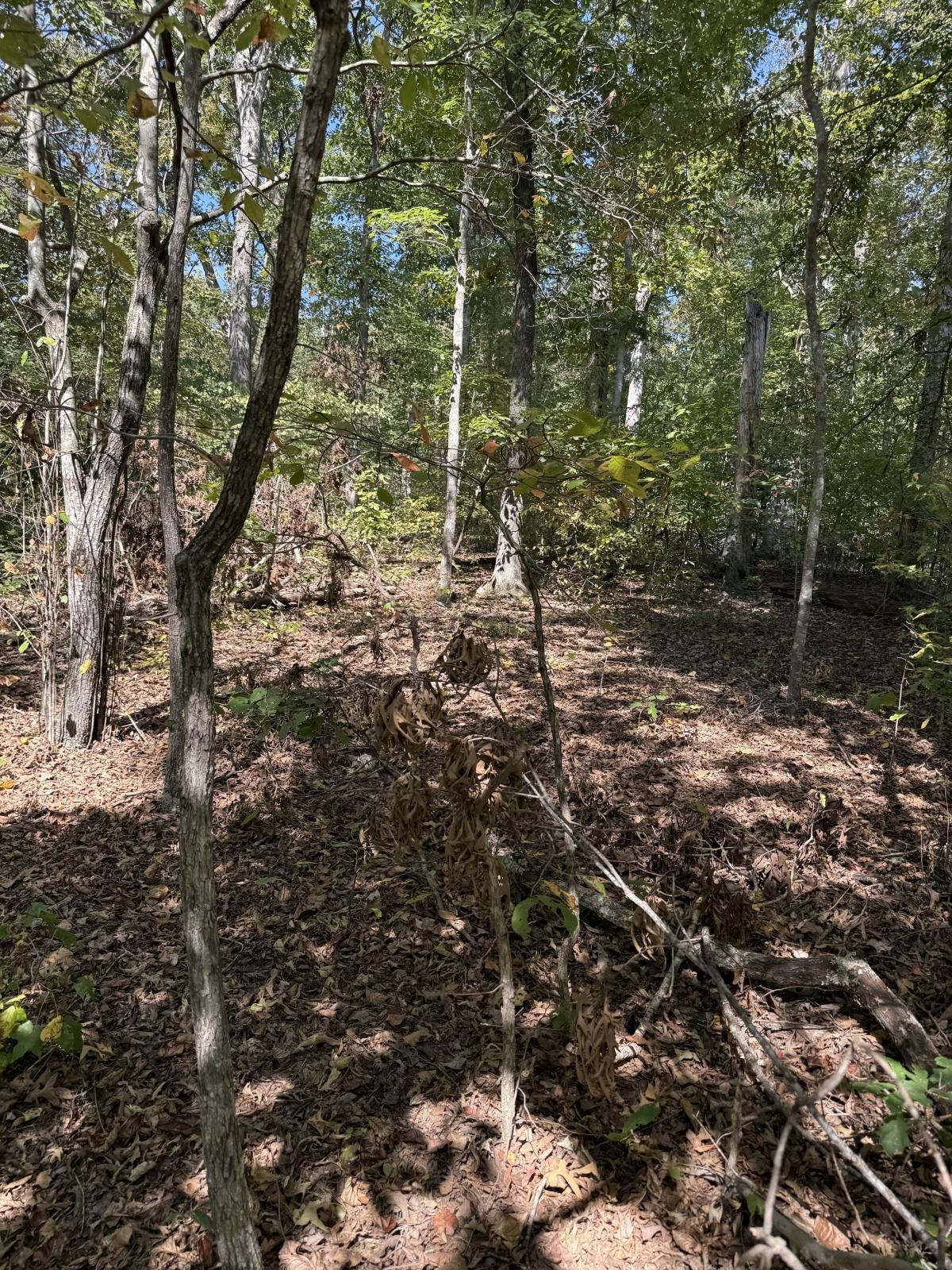 0.17 Acres for Sale in New Concord, Kentucky