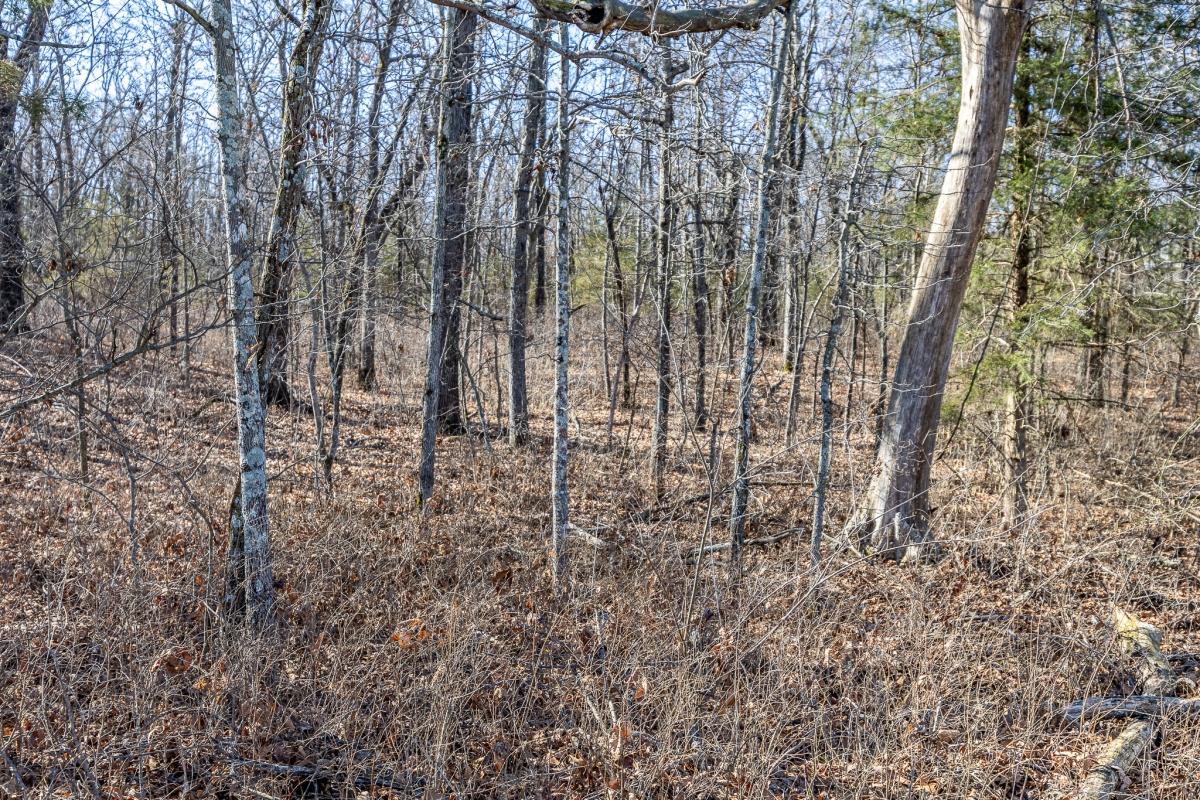 19.98 Acres for Sale in Buffalo, Missouri