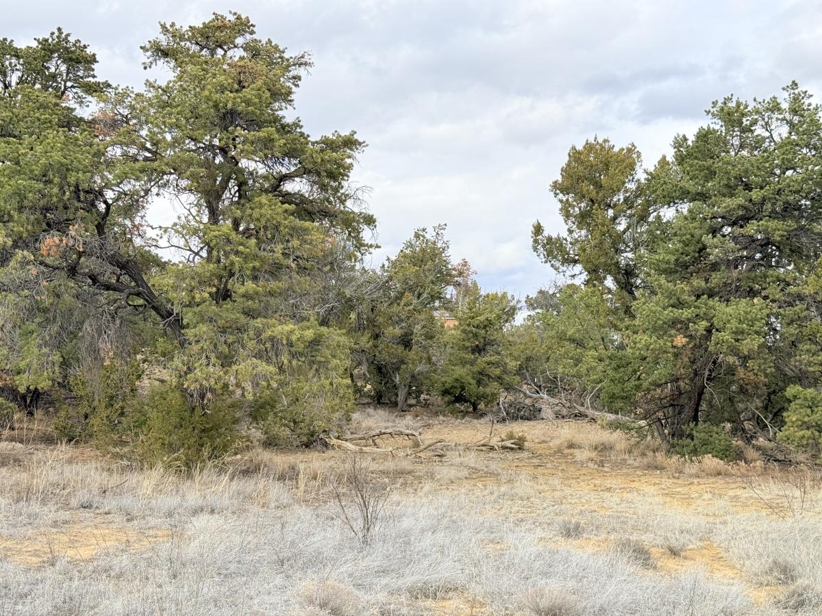 3.7 Acres for Sale in Pinehill, New Mexico
