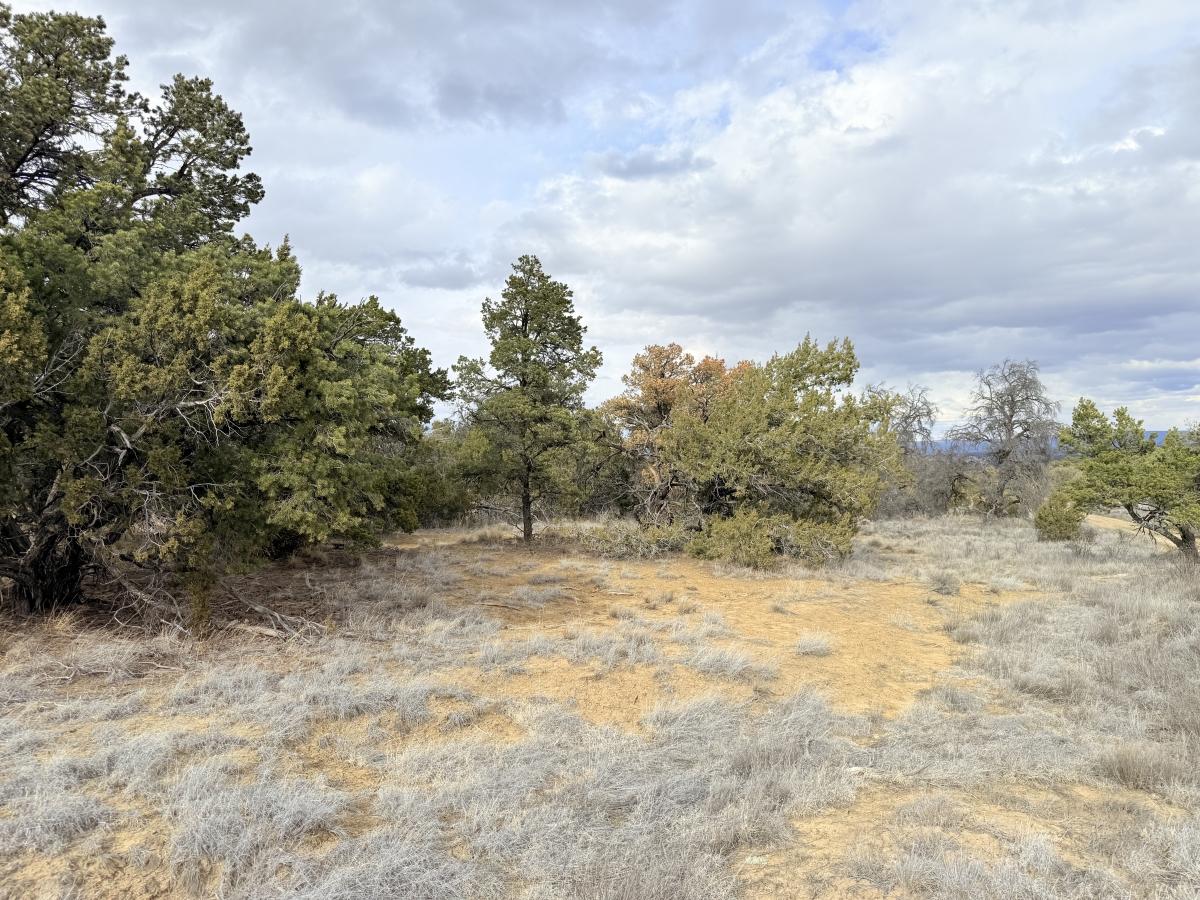 3.7 Acres for Sale in Pinehill, New Mexico