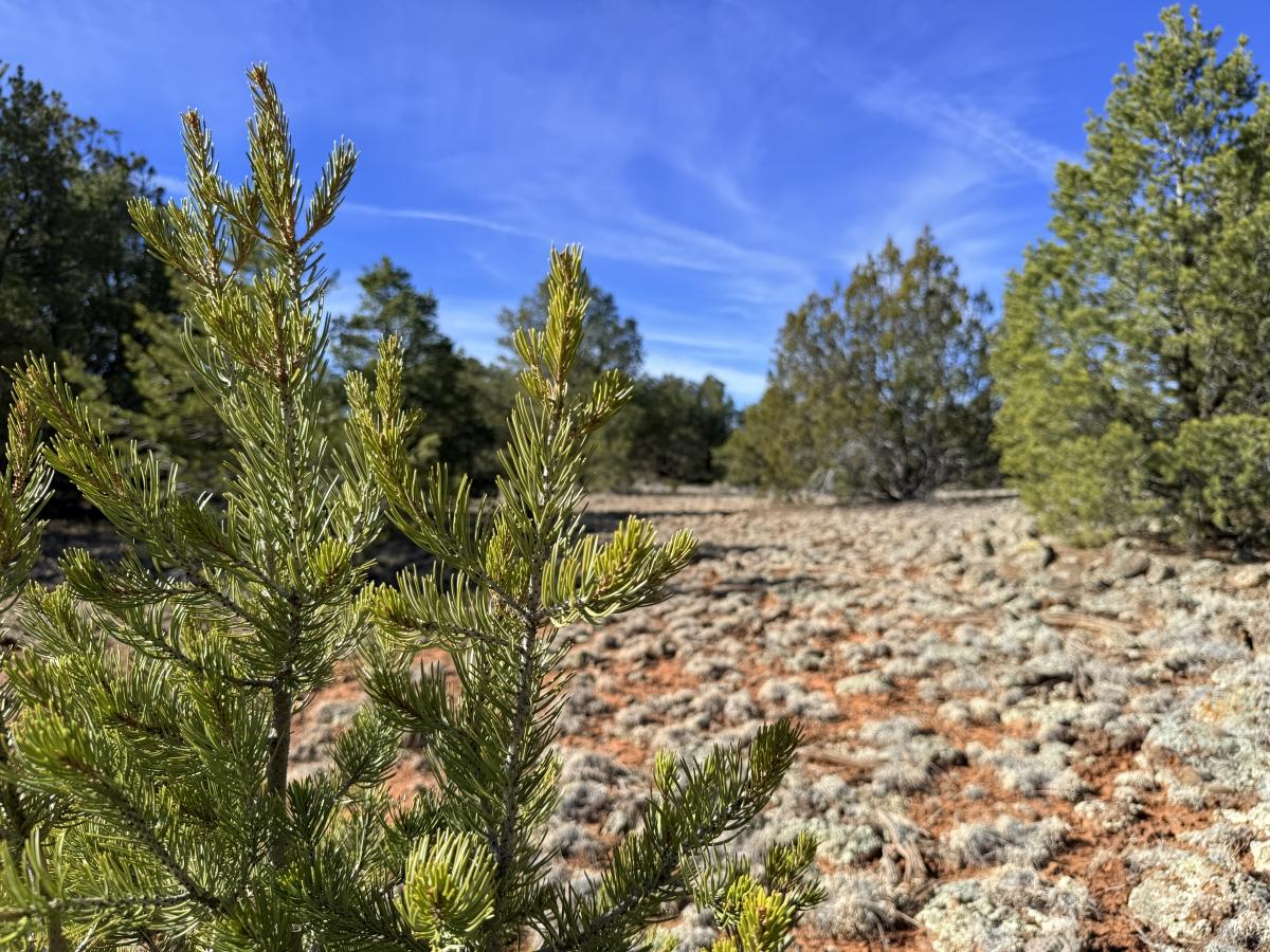 6.3 Acres for Sale in El Morro Valley, New Mexico