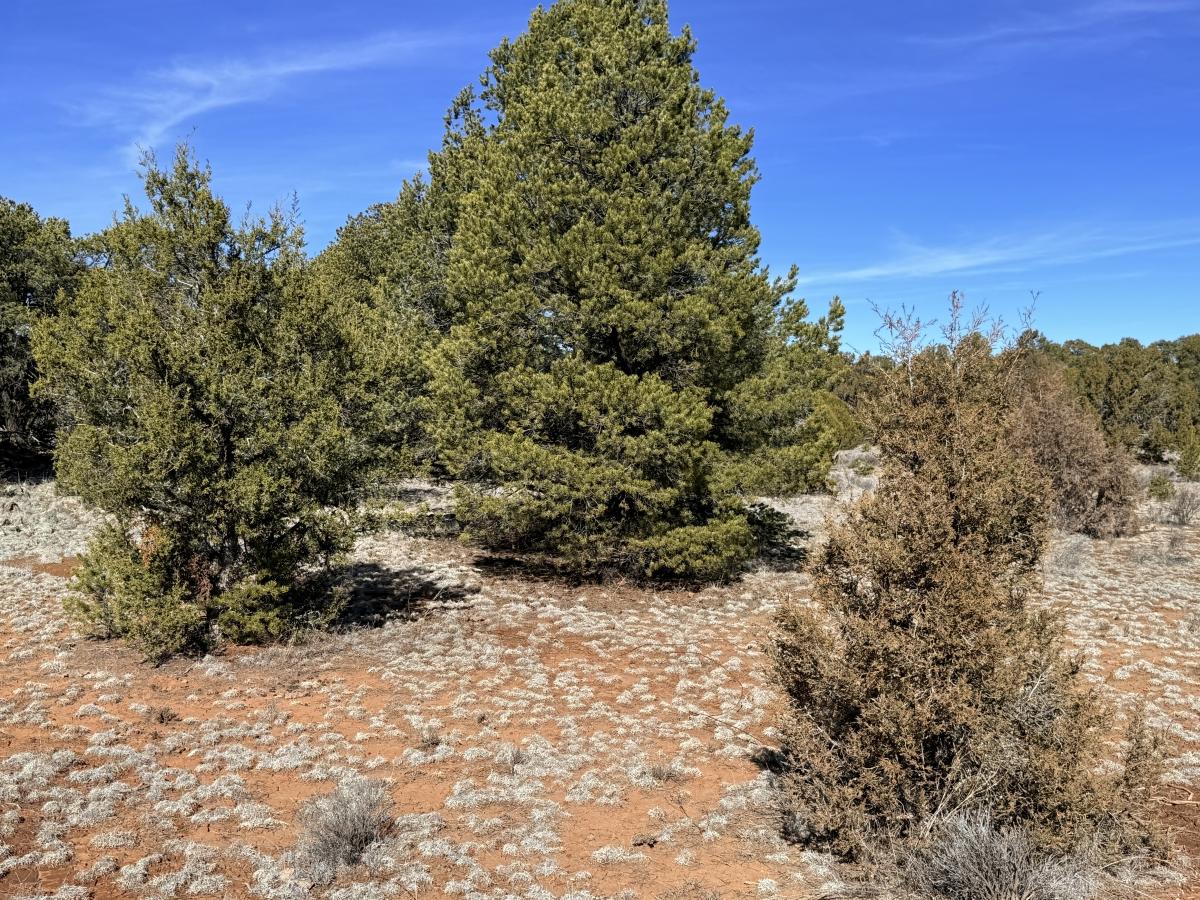 6.3 Acres for Sale in El Morro Valley, New Mexico