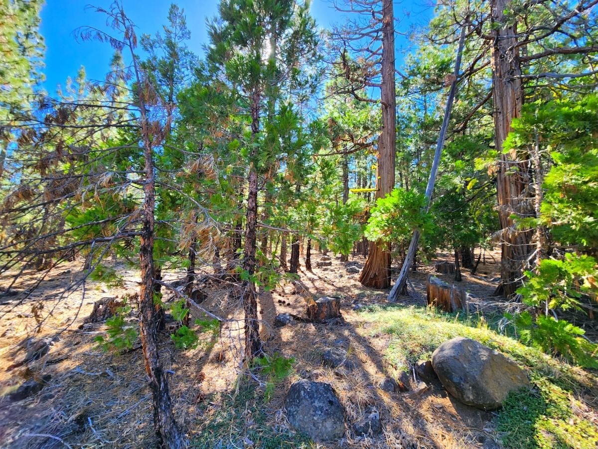 2.4 Acres for Sale in California Pines, California