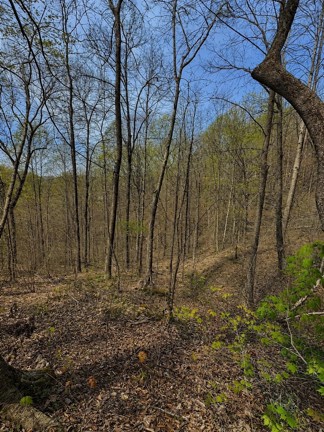 13 Acres for Sale in Hinkle, Kentucky